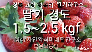 흑운모딸기 경도체크 1.5~2.5kgf 킬로그램힘 완전대박!! 나노흑운모15일간격  하우스1동 흑운모분말 500그램  지속적 관주 맛,당도  베리굿^^♡ 010 2711 2724