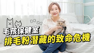 【毛孩保健室】血糖貓注意!排毛粉別亂吃｜小姐愛美力