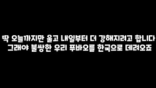 딱 오늘까지만 울고 내일부터 더 강해지려고 합니다 그래야 불쌍한 우리 푸바오를 한국으로 데려오죠