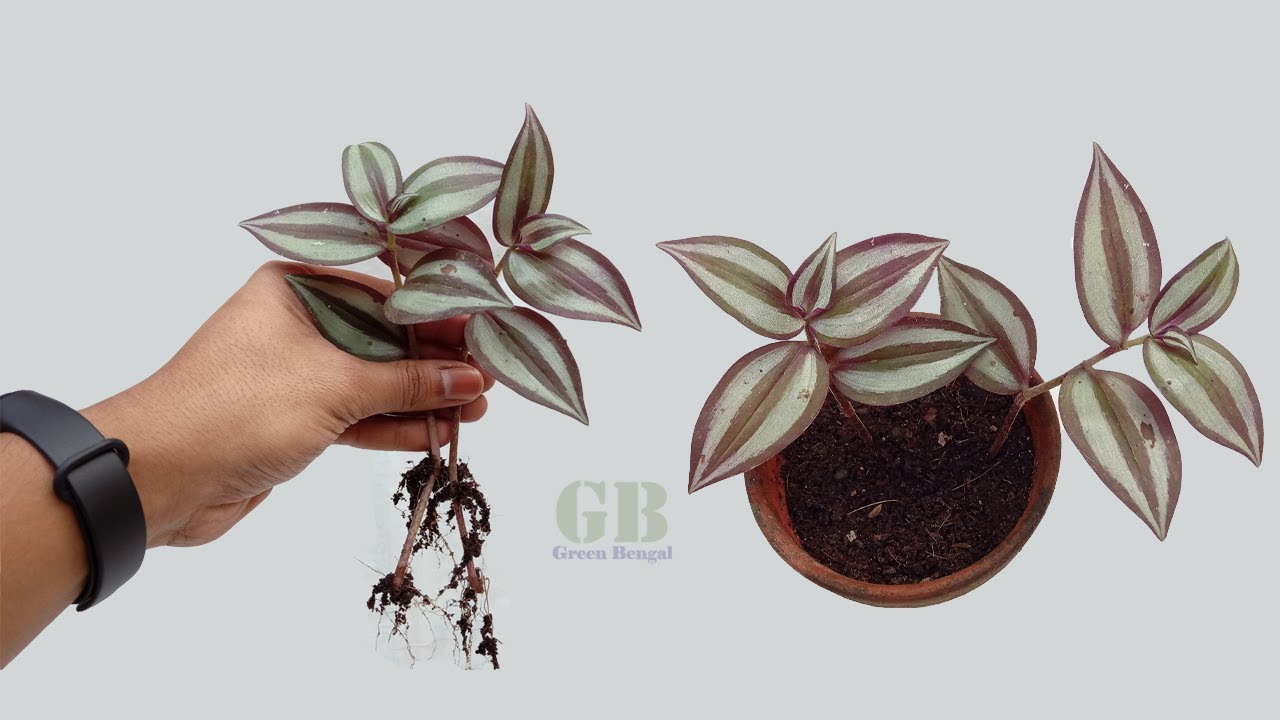 Guaranteed 100% Authentic 5-6 Inches Each Wandering Jew Cuttings 3 Pcs ...