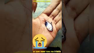 My glow widow fish is died 😰#widow #aquariumfish  #please_subscribe_my_channel