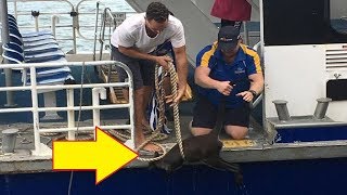 Australian ferry crew rescue a drowning wallaby during rush hour