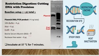 Restriction Digestion Protocol Explained: How to Set Up the Reaction?