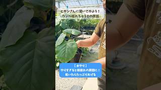 ウンベラータ枯れちゃうその原因【観葉植物】