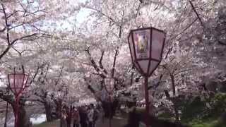 「弘前桜まつり 2015」桜のトンネル