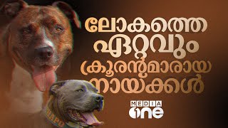 ശരീര ഭാഗം അറ്റുപോകുന്നത് വരെ കടിച്ചു തൂങ്ങും; ലോകത്തെ ഏറ്റവും ക്രൂരൻമാരായ നായ്ക്കൾ ഇവരാണ്