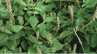 Uttareni plant uses | Prickly chaff flower plant | ఉత్తరేణి చెట్టు | Cure Psoriasis