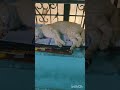 ஊர் சுத்தி நடிக்கிறார் 😄 trending cat funnyanimals viralvideo catlover funnypets funny pets