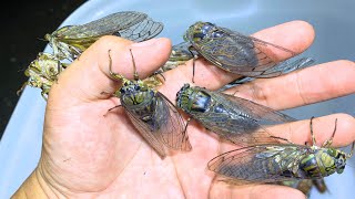 Catch a huge foreign cicada from China!