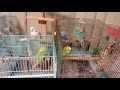 【音量注意】そろって爆睡中のセキセイインコ（オス♂成鳥３羽・メス♀成鳥２羽）－カゴの中の様子（１２５）・かごの外に出してみた（２６７）