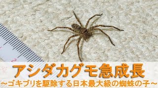 アシダカグモ急成長～ゴキブリを駆除する日本最大級の子蜘蛛が大きくなった～