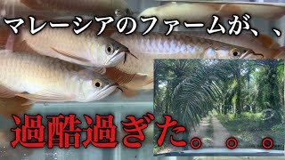 マレーシアのファームが過酷過ぎた。。。熱帯魚のファーム巡りに行ってきました！