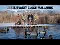 Bitter Cold WARM WATER MALLARDS!! (You Won't Believe How Close They Are)