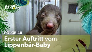 Nachwuchs bei den Lippenbären des Zoo Leipzig (Folge 40) | Elefant, Tiger \u0026 Co. | MDR