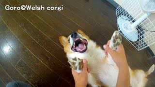 20130928 Part 4 cute corgi puppies, Goro vs hands / コーギー子犬