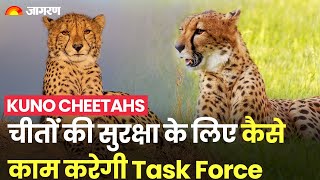 Kuno Cheetahs: Namibia से India आए Cheetahs की सुरक्षा के लिए Task Force | Mission Cheetah