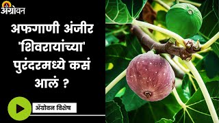 Fig In Purandar: अफगाण सरदाराला अंजिराचं आयुर्वेदिक महत्व माहित असावं | ॲग्रोवन