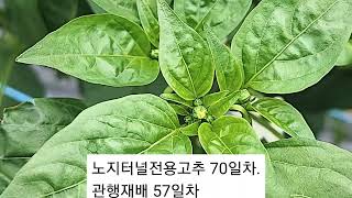 노지터널전용고추 70일차.관행재배 와 다분지(곁가지)비교