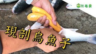 無毒農產地直擊｜飼好漁－剖烏魚