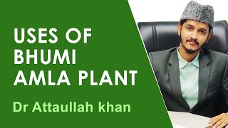 Uses of Bhumi Amla Plant