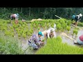 Agricultural in khotang nepall 🌾🌾🌾🌾 #agriculture #neaplvillagelife #khotang #viral #video #nature