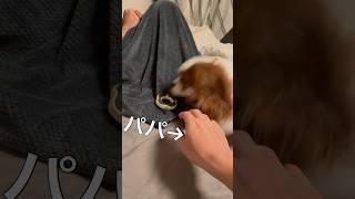 ママが大好きな愛犬にパパがちょっかいを出したら…ww #shorts