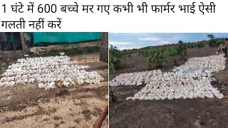 1 घंटे में 600 बच्चे मर गए कभी भी फार्मर भाई ऐसी गलती नहीं करें( EC poultry farming)