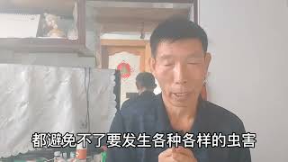 光用尿素作为追肥太可惜了，这几个用法效果神奇，你了解吗？