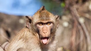 10 Most Surprising Facts about Monkeys 🐒