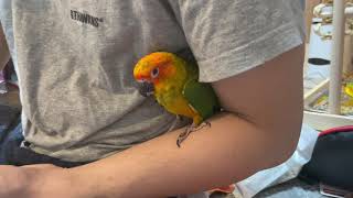 Sun Conure Sleepy #コガネメキシコインコを迎えました。可愛くてよく甘えるタイプ