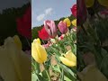 【観光】原尻の滝 チューリップまつり2 大分県 豊後大野市 superbview waterfall tulip flower