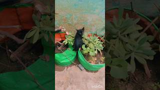 சின்ன சில்லு பிள்ளைக்கு சேட்டை அதிகம் பாருங்க 😄#viralvideo #trending #catlover