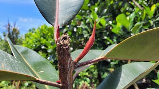 EP.48 การทำให้ต้นยางอินเดียแตกกิ่งด้านข้าง How to make Ficus Eastica has branches