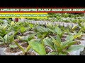 ANTHURIUM KARAKTER INCERAAN PECINTA ANTHURIUM LOVERS⁉️ IDAMAN ORANG LUAR NEGERII JUGA DISINI