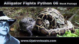 Alligator Fights Python 06 Stock Footage
