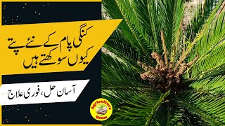 Why do Sago Palm/ Kangi Palm central leaves become dry