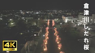 天童市　倉津川のしだれ桜　ドローン空撮