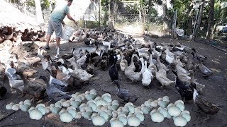 Feeding and collecting thousands of eggs │Modern duck farming method