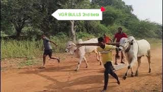 VGR BULLS హేమలత నాయుడు టచ్ పళ్ళు బుల్స్ 2nd బేట 06/1/2025