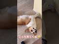 飼い主にかまってもらいたいコーギー ちくわ corgi dog youtubeshorts コーギーのいる暮らし