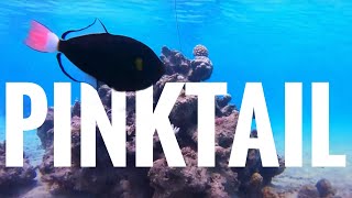 Pinktail Triggerfish Identification  | Coral Gardeners Tiaia