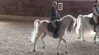 A Day with the Royal Lipizzaners of Lipica, Slovenia