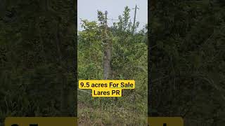 For Sale 9.5 acres in Lares PR