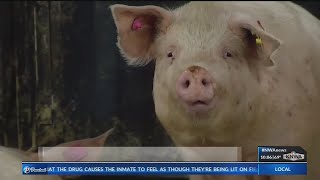 Possible Hog Farm Water Pollution Discussed (KNWA)