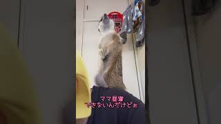 飼い主の昼寝を阻止して肩乗りでテレビを観る #ミーアキャット #meerkat