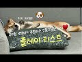 playlist 우리집 큰 댕댕이가 추천하는 간질간질한 노래💖