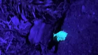 A Bioluminescent Millipede in the Santa Cruz Mountains