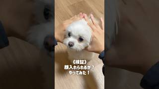 顔入れられるのか？やってみた！#shorts #dog #pets