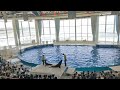 アクアワールド茨城県大洗水族館　イルカ・アシカ　オーシャンライブ　2023.05.05　12 30～