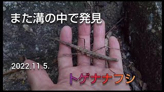 【身近な生き物】トゲナナフシ、また見つけたぞ。